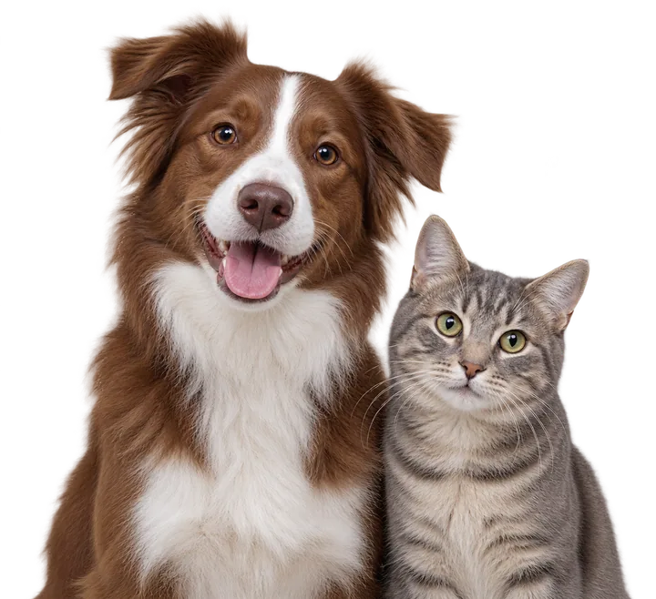 Собака и кошка